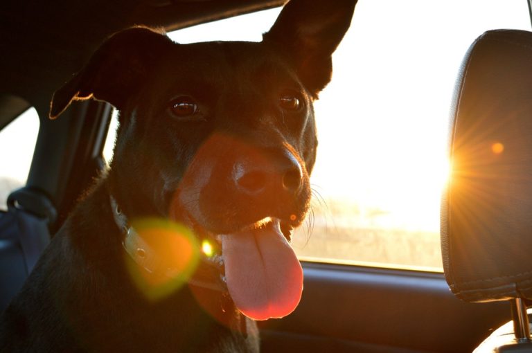 Trasporto cani in auto