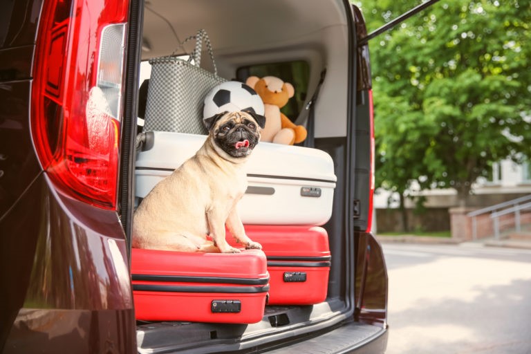 Consigli su come far stare bene i propri animali in auto col caldo