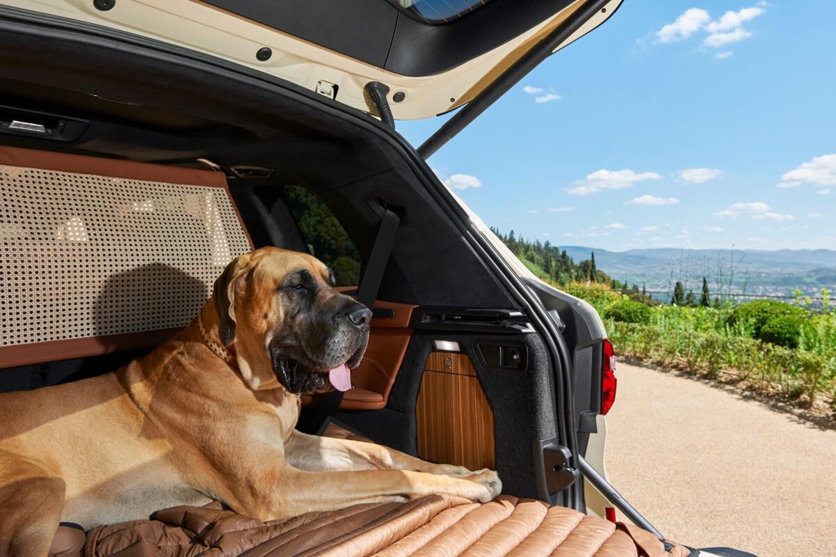 Cane in auto, cosa dice il Codice della Strada