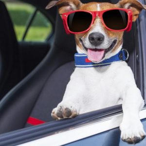Come trasportare un cane in auto