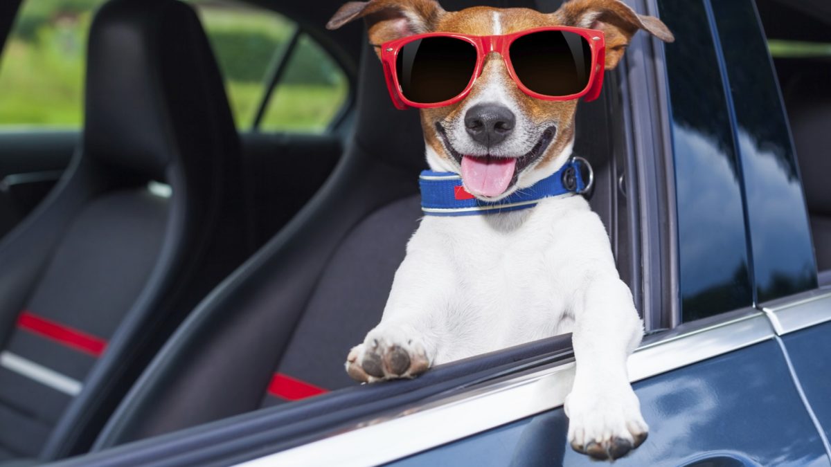 Come trasportare un cane in auto