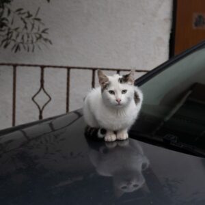 come allontanare i gatti dal cofano della macchina