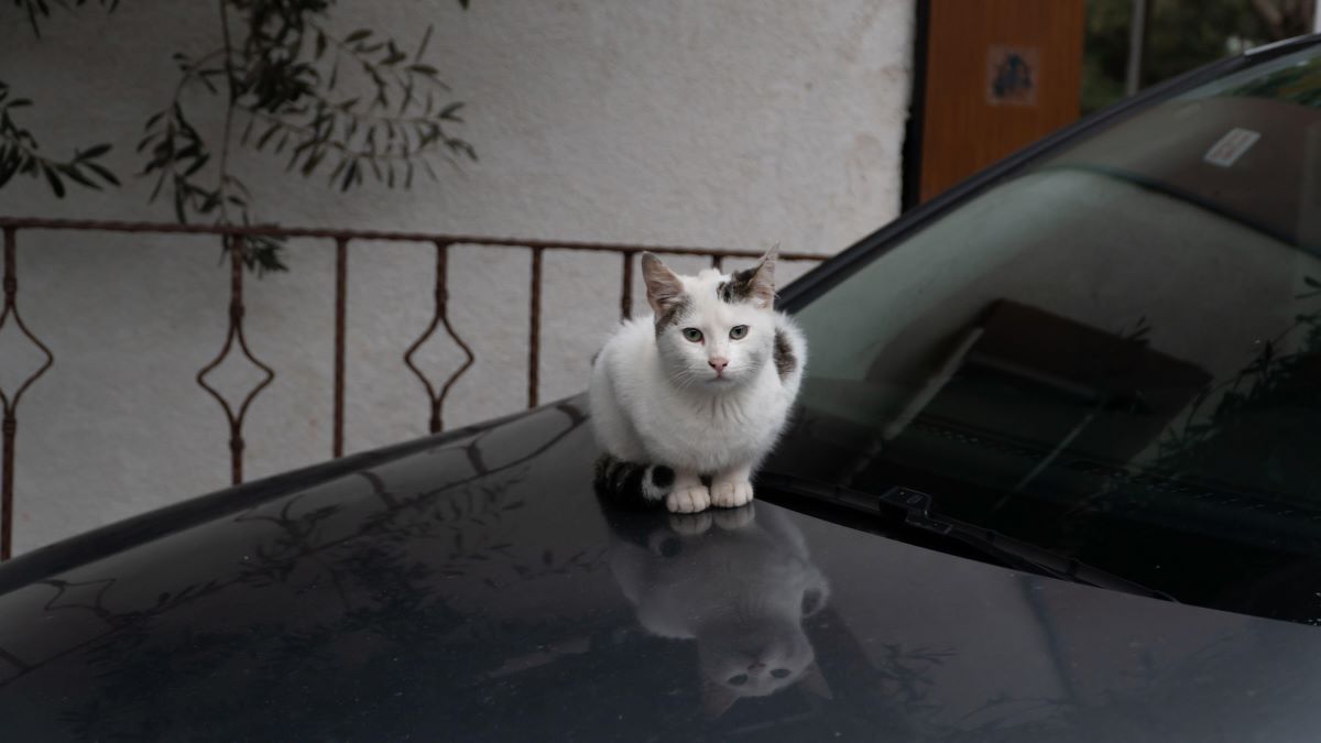 come allontanare i gatti dal cofano della macchina